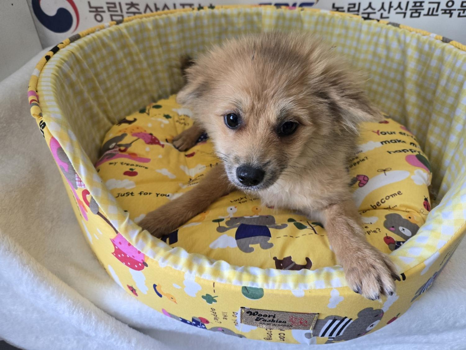 홍천군유기동물보호소_442425202400374